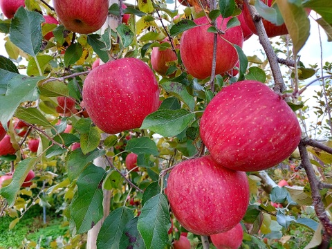 サンふじの風味をそのまま🍎２種類の食感を楽しむセミドライりんご(50g×4袋)