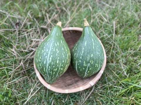 甘み濃厚！京都産ロロンかぼちゃ（2〜3玉 約3kg）