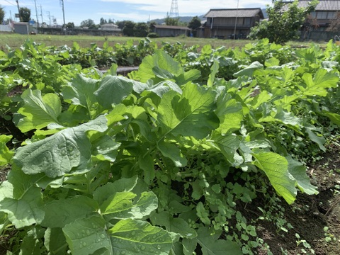 お待たせです！葉も食べる小かぶ1.2kg