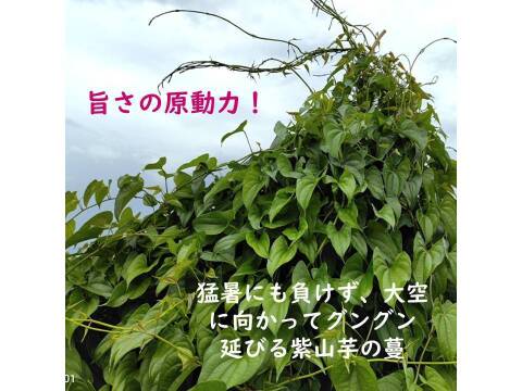 紫山芋１００％すりおろし、 瞬間冷凍、 小分け１００ｇ×６袋、冷凍パック、紫色はアントシアニン、大分市産、農薬・化学肥料不使用、保冷剤入り