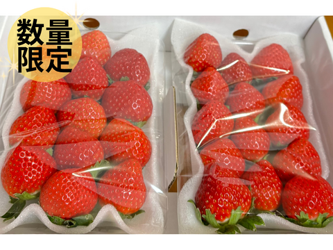 クリスマス限定】完熟いちご「恋みのり」250g×2パック：長崎県産の恋