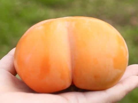 今季最終・富山の四谷柿（よたんがき）ご家庭用2.5kg前後