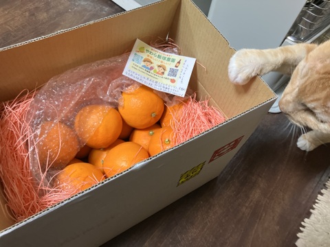 甘くて果汁たっぷりプレミアムなみかん「せとか」家庭用３キロ　ハウス栽培