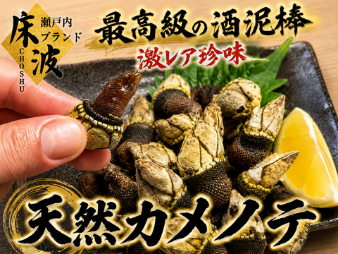 【最高級の酒泥棒】エビ・カニ・貝の旨みを一口に凝縮した食通だけが知る海の高級珍味『天然カメノテ』長州床波ブランド☆約500g【朝どれ】【父の日ギフト】