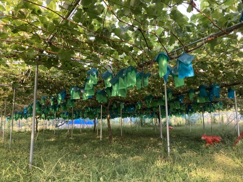 【冬ギフト】【御歳暮】【クリスマス】「シャインマスカット」　　1房約450g 2房入り　熨斗対応可