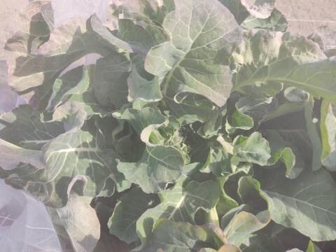 ✨農薬・化成肥料不使用の新鮮スティックセニョール（茎ブロッコリー）約300g✨😊