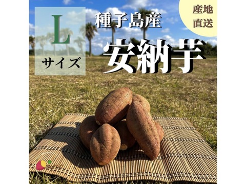種子島産安納芋 M&L 混合サイズ 24kg｜甘くて濃厚🍠｜aimo農園直送