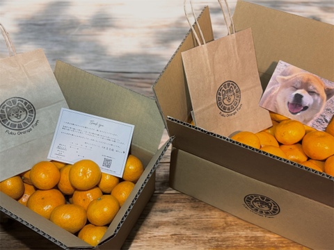 【むいたら最後、止まらない】甘味×酸味が絶妙！ 福みかん《ご家庭用 5kg》｜サイズ混合｜愛媛・西宇和産