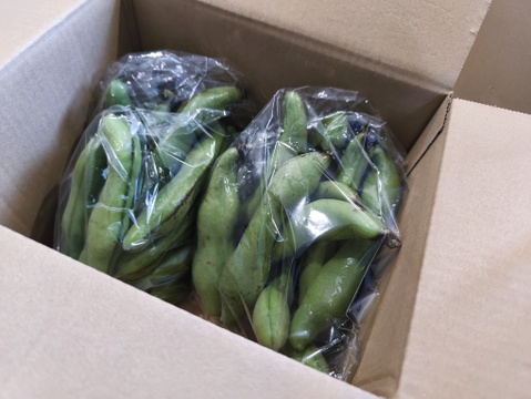 初夏の気配：採りたての「そら豆」1kg