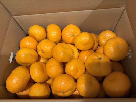 濃厚完熟　蔵出し　青島みかん　優品・5ｋｇ