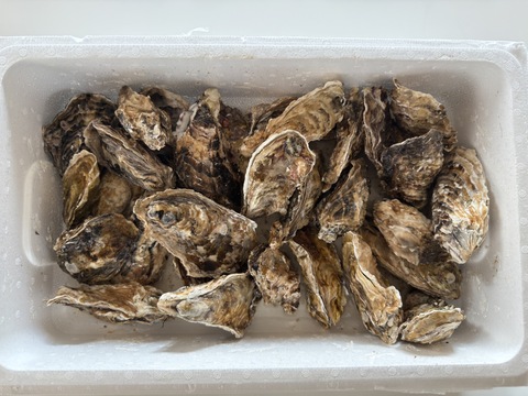 期間限定10％値引き販売中】🦪 生食用4kg 殻付き 牡蠣 （28〜55粒