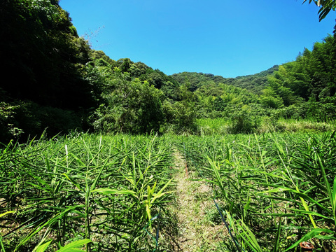 【鮮度抜群】香辛温活！自然栽培　土佐一囲い生姜1kg土付き　香りの良い最高の生姜をお届けします。