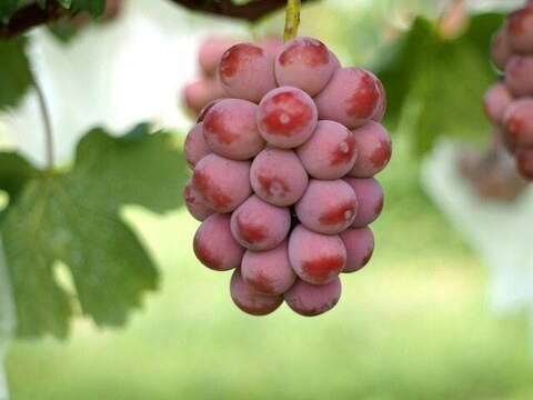 【ギフト】大粒ぶどう詰め合せ3種　1.8㎏