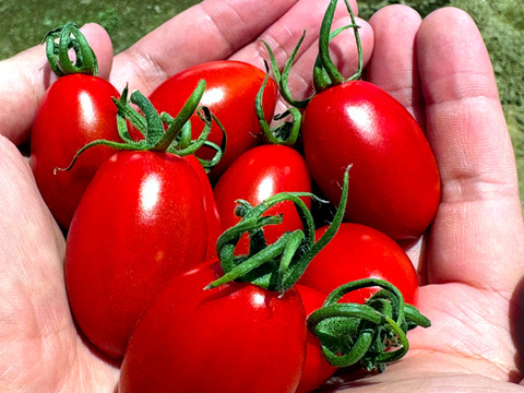 朝どれ高糖度フルーツトマト（シュガープラム） 800g