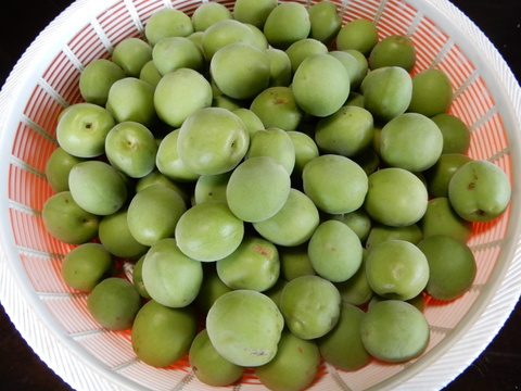 梅酒 梅干し用 青梅（南高梅）２ｋｇ