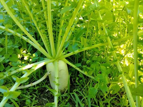 【有機JAS認証】2025年兵庫県産有機栽培白菜２個と大根２本のセット　＊虫がいることもあります