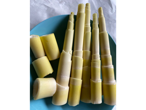 アク抜き不要！種子島の苦竹(にがたけ) 皮つき 2kg 【予約受付中】