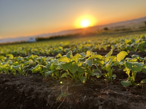 【自然栽培】6品目お試し旬のお野菜セット