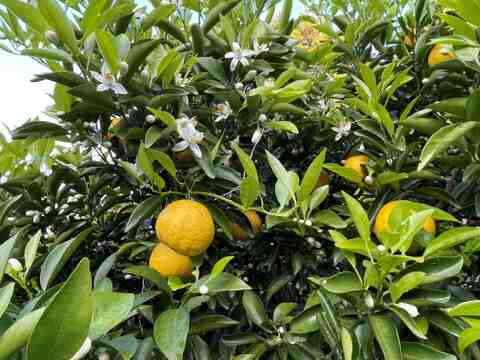 甘い白ワタと果肉で独自の風味を味わえるニューサマーオレンジ！ 5キロ