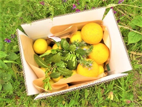 【母の日ギフト】伊豆の朝採り『ニューサマーオレンジ』5kgギフトボックス【農薬・肥料・除草剤不使用】グリーティングカード添付