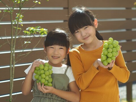 【ギフト】朝取り♪樹上完熟シャインマスカット大房700g（秀品）