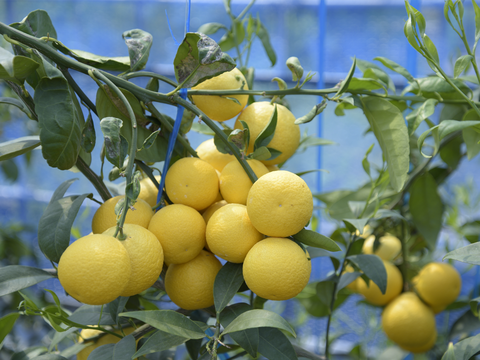 【先着5名様限定】伊藤農園認定 農家さんの木成り 完熟 黄金柑 特選 12個入【5月上旬より発送予定】354