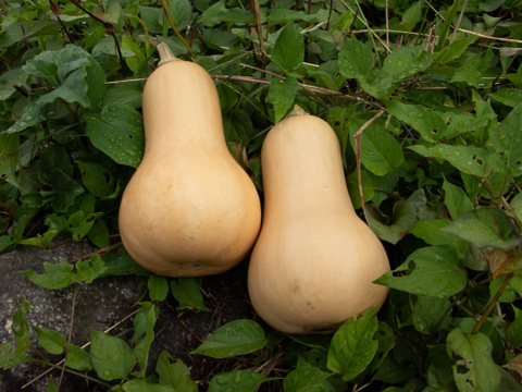 可愛い見た目とたくましさ｜島原育ちの濃厚バターナッツかぼちゃ｜繊維少なめでスープ・ポタージュに最適｜3個 約2kg