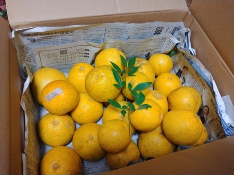 MOTTAINAIみかん！和製グレープフルーツ【河内晩柑】箱込み6kg 栽培期間中農薬不使用だからこそお届けできる冬でも食べられる天草特産の和製グレープフルーツ