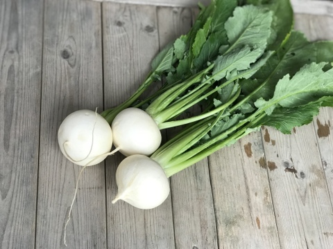 今採れるお野菜セット【漢方栽培】