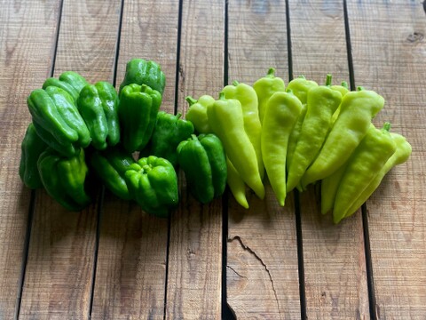 農薬・化学肥料不使用！カラフルピーマンセット1kg！