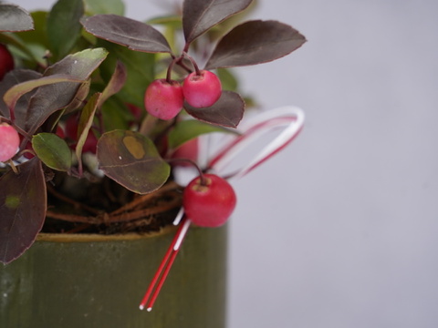 ミニ盆栽【チェッカーベリー✖️竹筒】高さ15cm × 横14cm