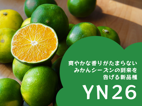 YN26（みかん）家庭用5kg｜和歌山で生まれた温州みかんの有望品種を産地直送でお届け