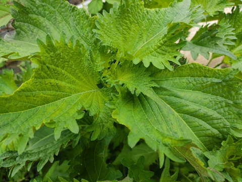🌿【爽やか夏風】香り広がる夏野菜セット！オクラ2種食べ比べ計20本＆香り青紫蘇（大葉）25枚のさっぱり薬味セット｜農薬・化成肥料不使用【朝どれ】🌿