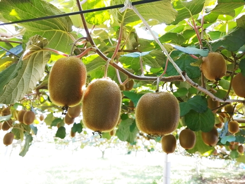 【食べ比べ】梨シャーベット3個・梨アイス3個・キウイシャーベット3個　計9個