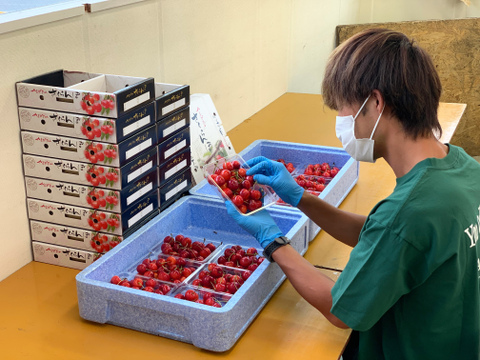 【先行予約割引】【農林水産大臣賞受賞園地】 さくらんぼ 紅秀峰 特秀品 2Lサイズ以上 600g オリジナルギフト箱 B-01-01