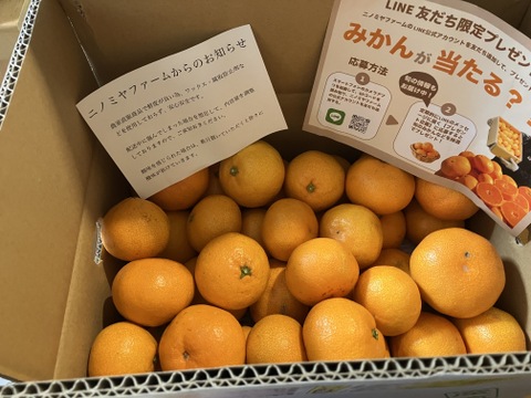 【予約でほぼ売り切れる】美味しいみかん！「段畑みかん」箱込み5キロ【冬ギフト】