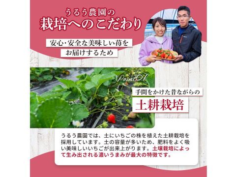 【冷凍いちご】あまおういちご たっぷり 1㎏