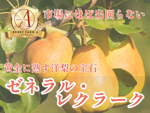 【市場に滅多に出回らない】銀座千疋屋元チーフパティシエ監修【果匠ブランド洋ナシ】黄金に熟す洋梨の宝石🍐ゼネラル・レクラーク🍐約1.5kg【冬ギフト】【2026年10月下旬予約】