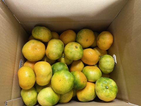 極早生みかんの【おおだま】（３Lサイズ）９．５kg