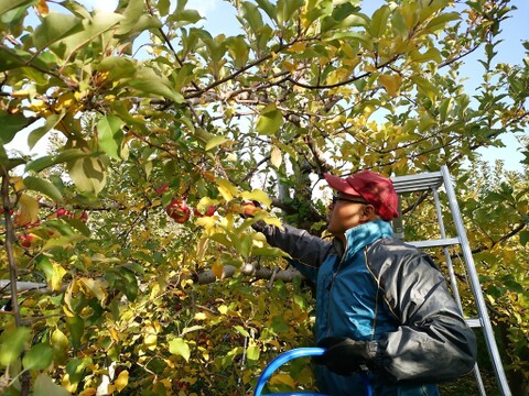 食べ比べ！！青森県産3品種詰合せりんご約3㎏（キャップ8～10個）