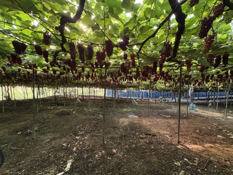 家庭用デラウェア・約1.2kg