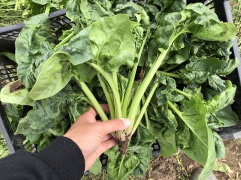 (60)家計応援！[信州産]冬越し露地ちぢみほうれん草