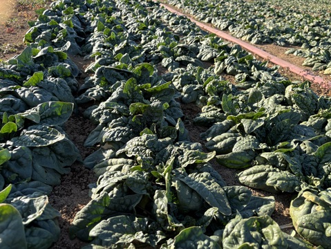 ちぢみほうれん草　200gを6袋