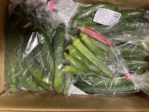 数量限定★イボイボが自慢の四葉きゅうり20本　訳あり　フードレスキュー