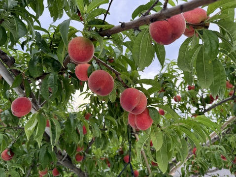 桃『訳あり品』『ご家庭用』品種おまかせ　3kg