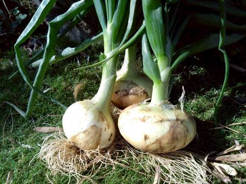 【日テレ出演で話題】💡市場では絶対に入手困難『鳳凰の雫』400年の伝統土壌で培われたブランド玉ねぎ🧅お試し約1キロ