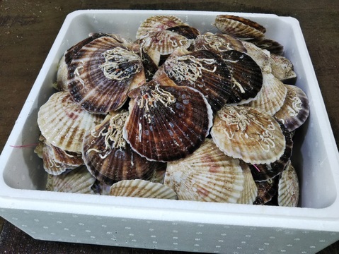 活ホタテ３年貝　生食用3ｋｇ(15～22枚)　２月いっぱいで終了