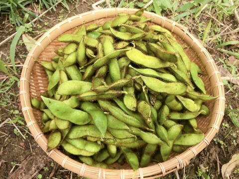 黒豆の枝豆 1kg（枝なし）【無肥料・栽培期間中農薬不使用】