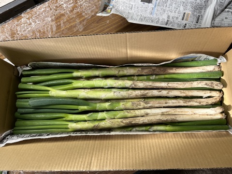とろける甘さ！鍋料理におすすめ♪長ねぎ（土付き）5kg