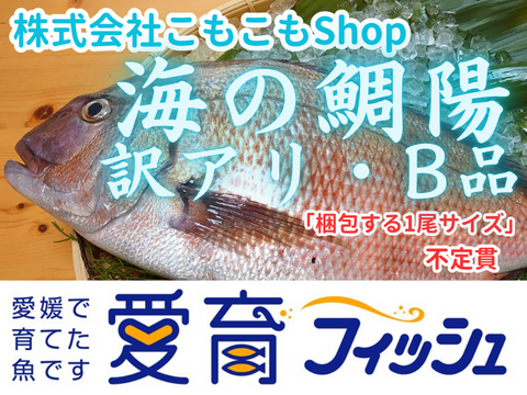 【愛媛のブランド真鯛訳アリ・お得】朝どれ鮮魚『海の鯛陽B品』神経〆付